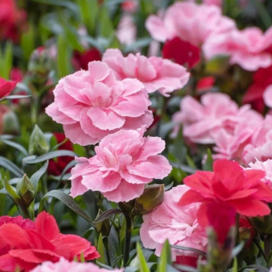 Carnation Mix Flower Seeds – Colorful Ruffled Blooms for Home Garden | Easy to Grow | Pack of 1