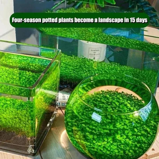 Aquatic Double Leaf Aquarium Plant Seeds – Fast-Growing Greenery for Fish Tanks