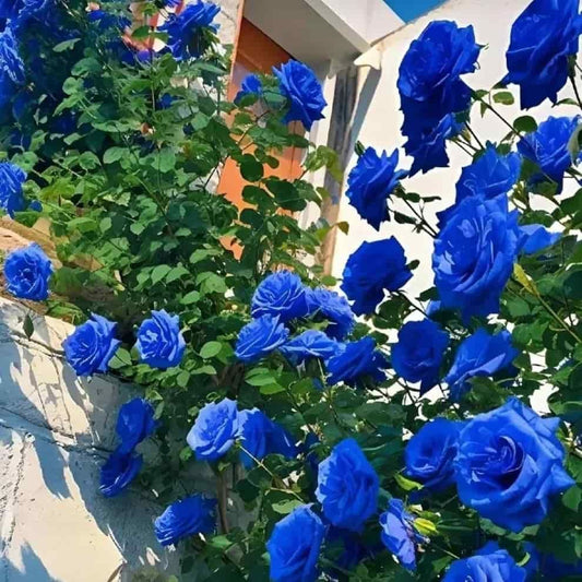 Blue Climbing Rose Seeds – Rare Garden Climber Flower for Fences & Walls