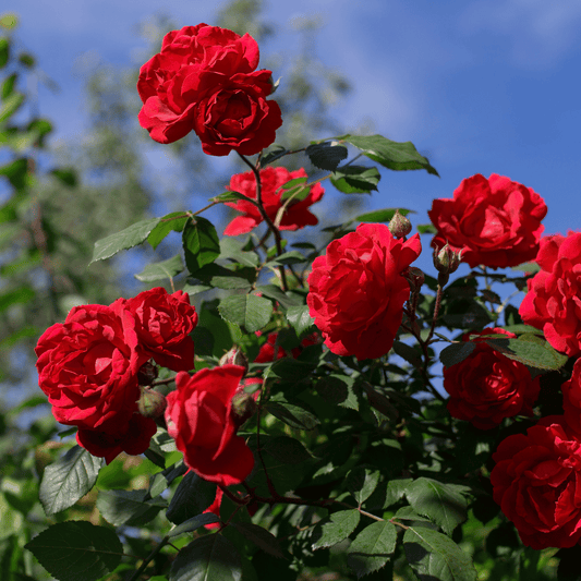 Elegant Climbing Rose Flower Seeds – Grow Beautiful Climbing Roses at Home